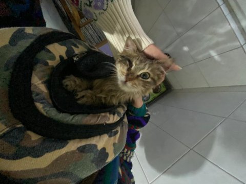 Tek gözlü minik tekir kedicik