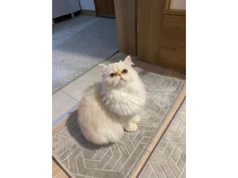 Orjinal saf kan iran persian son 1 yavru anne ve baba