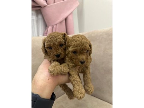 Poodle köpekler satılıktır