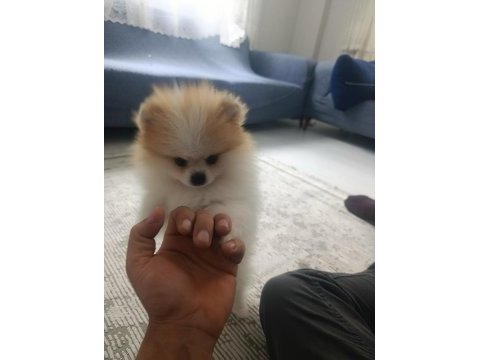 İki buçuk üç aylık erkek pomeranian