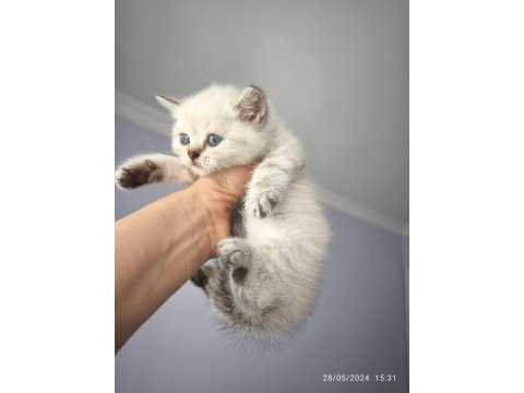 British blue point ve scottish straight safkan bebekler