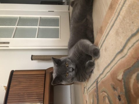 7 aylık british shorthair