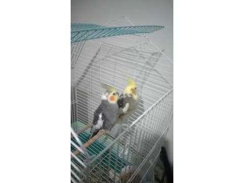 Sultan papağanı takımı pied grey