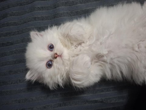 Mavi gözlü british longhair prenses yeni yuvasını arıyor