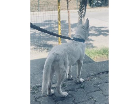 Yavru sibirya (husky)