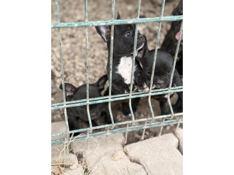 2 adet french bulldog bilgi almadan geçmeyin