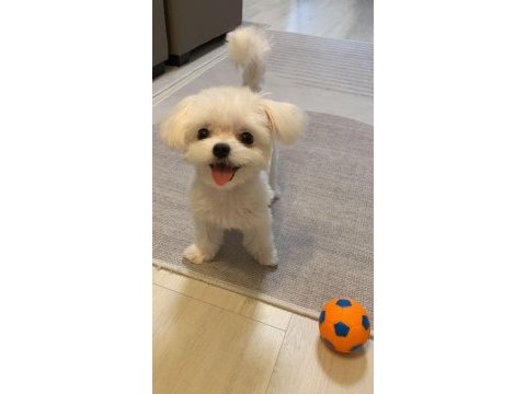 Tr de tek bu guzellikte snow maltese