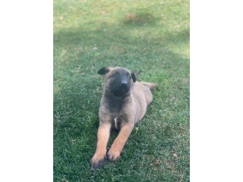 İrkinin en iyi belçika kurtları (malinois)