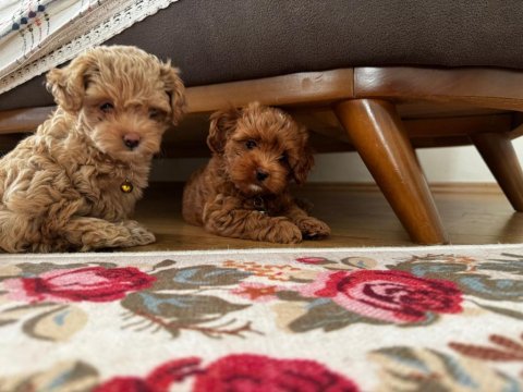 A1. sınıf maltipoo yavrular