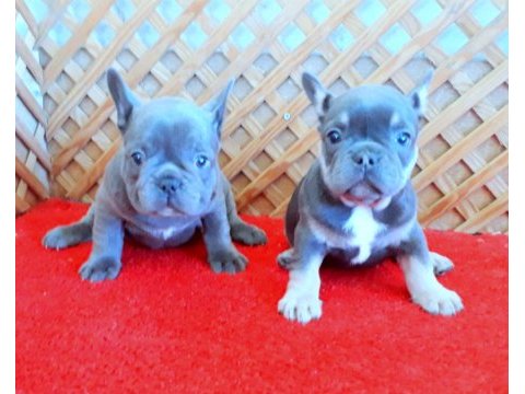 Blue quad ve blue and tan french bulldog yavrular izmir
