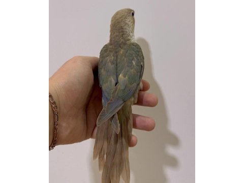 Konur gökkuşağı el besleme eğitimli yavrularımız