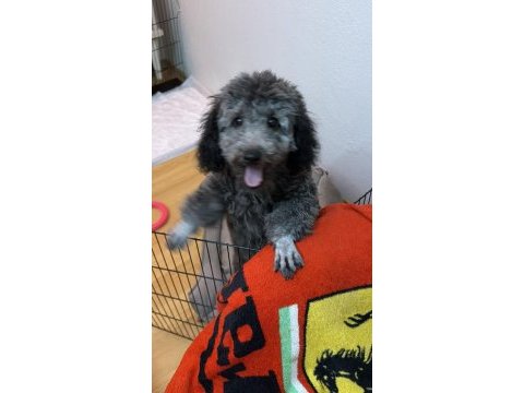 6 aylık silver poodle