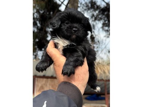 Morkie çok sevimli yavrular 