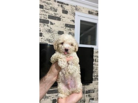 Maltıpoo oğlumuz