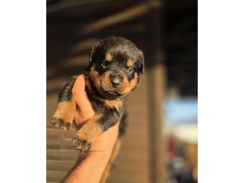 Asaletin adı rottweiler