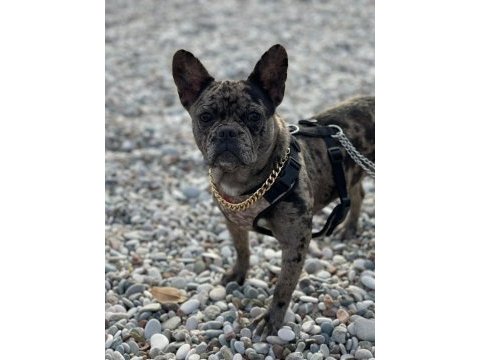 Egzotik merle french bulldog