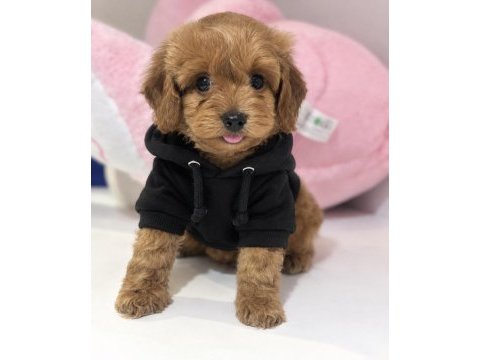 Bebek surat oyuncak gibi maltıpoo bebekler