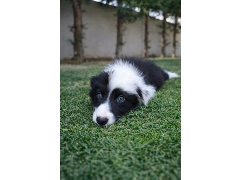 Zeka küpü border collie yavrular