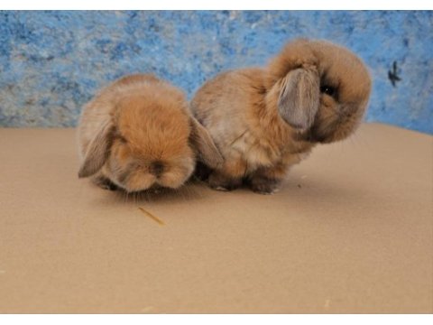Mini lop tavşanı bebeklerimiz