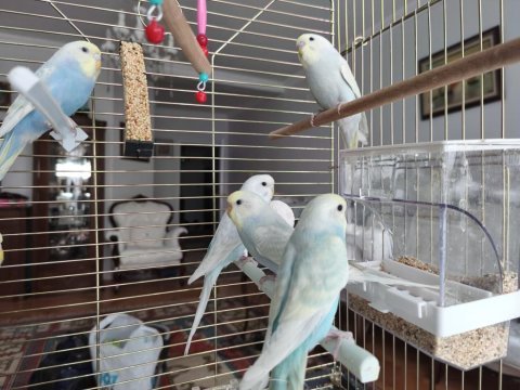 Pastel renk muhabbet kuşu yavrular