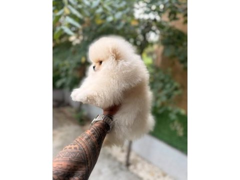 Minik pomeranian bebeklerimiz ailelerini bekliyor