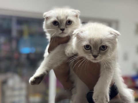 Ankarada ziyatere açık scottish fold yavrularımız