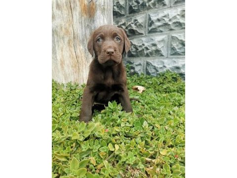 Show kalite labrador retriever yavrularımız