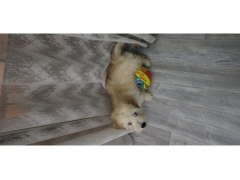 4 aylik yavru maltipoo