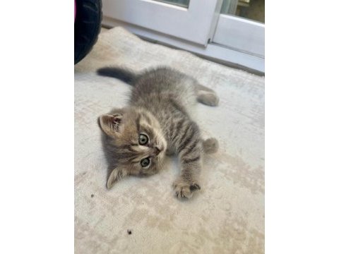 Silver tabby shorthair straight 3 aylık yavru kedimiz