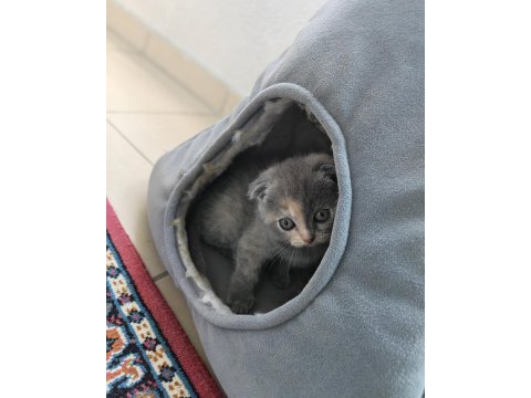 Scottish fold 50 günlük yavrular