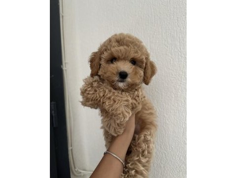 Toy poodle köpeğimiz