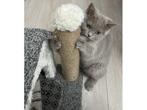 4 aylık dışı british shorthair
