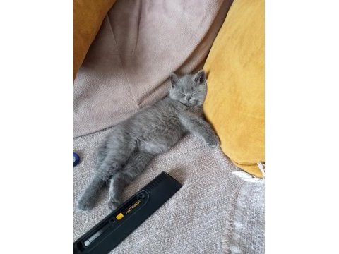 Kedimizdeki bu rahatlık paşa da yok