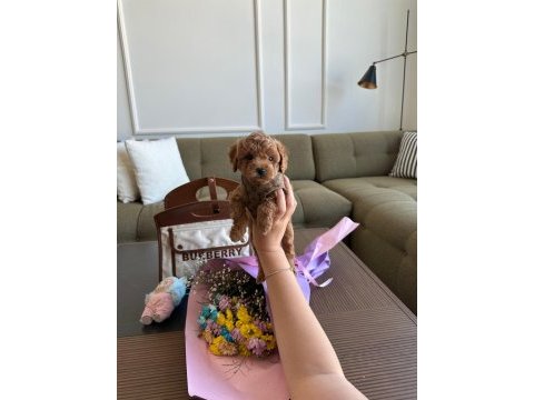 Baby face erkek poodle