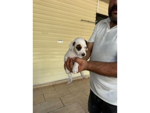 Jack russell yavruları