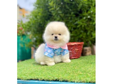 Safkan pomeranian boo yavrularımız