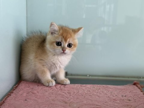 En güzel golden britsh longhair ve shorthair yavrular