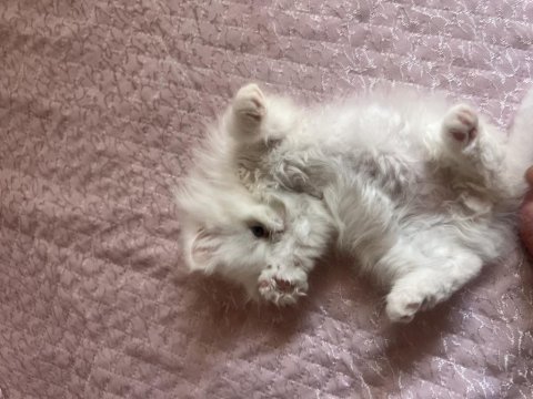 2 aylık iran kedisi yavrumuza yeni yuva arıyoruz