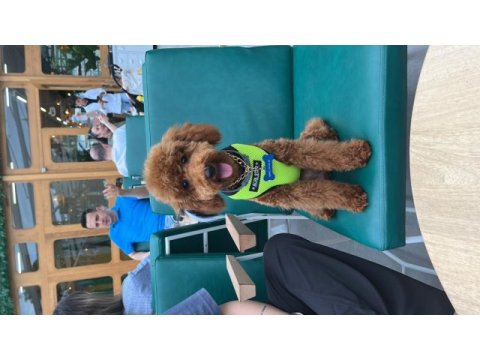 Poodle paskalımıza gerçekten bakacak bir aile arıyoruz