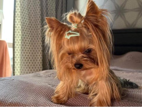 Mini yorkshire terrier yavruları