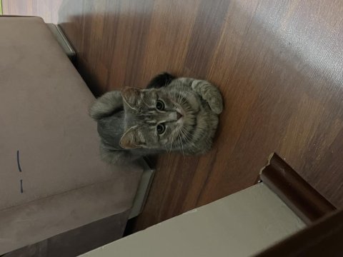 8 aylık dişi tekir kedimiz