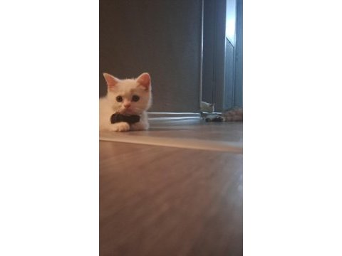 3 şilaĥşör kediler