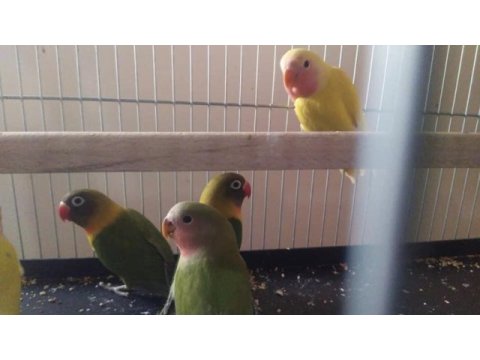Bebek sevda cennet papağanları
