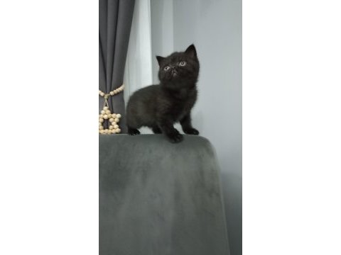 Uyguna kakao bebek british shorthair