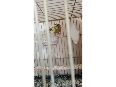 Ötümde genç erkek kanarya