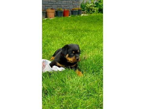 A kalite rottweiler bebekler