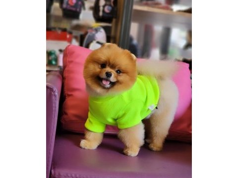Tam ayı surat pomeranian en iyisi türkiye de!