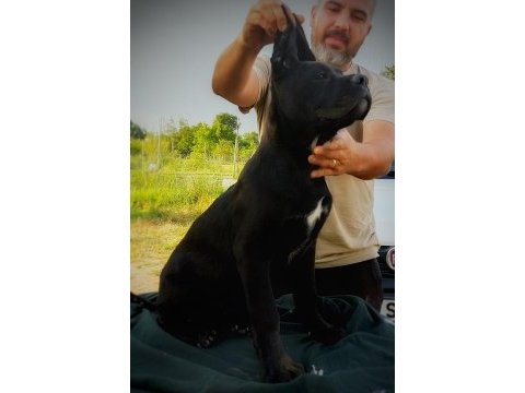 Dünya şampiyonlukları soyundan dişi cane corso yavrumuz