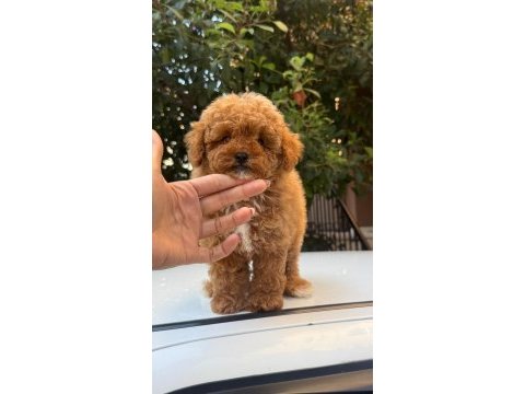 Maltipoo korean