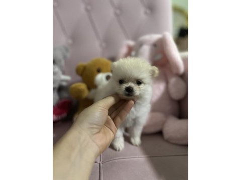50 günlük dişi pomeranian